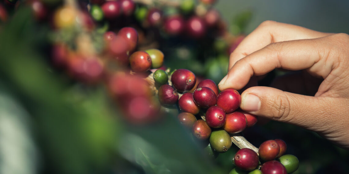 Qual a melhor altitude para o cultivo de café? Saiba mais
