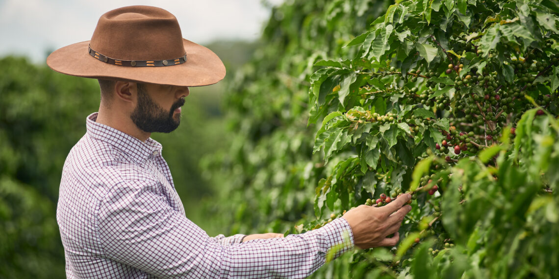Do campo à xícara: o processo de cultivo dos cafés especiais