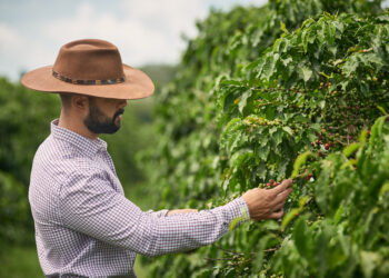 Do campo à xícara: o processo de cultivo dos cafés especiais