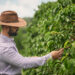 Do campo à xícara: o processo de cultivo dos cafés especiais