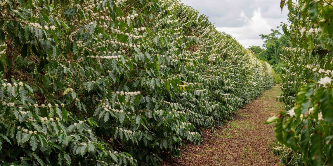 Kit café para presente: surpreenda com sabor