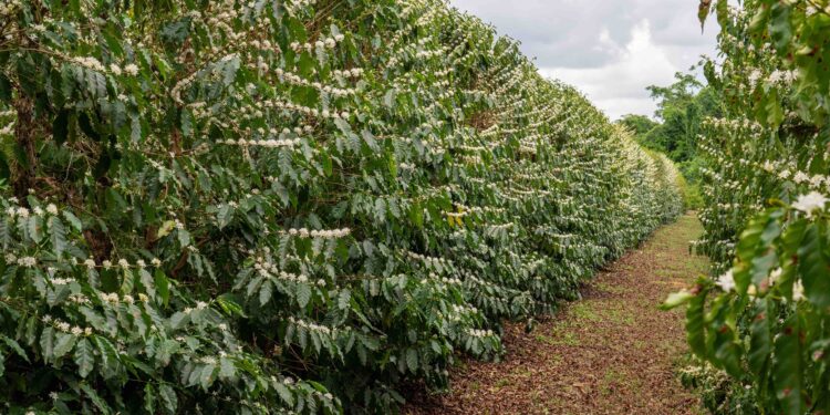 Kit café para presente: surpreenda com sabor