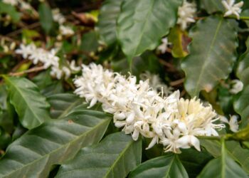 A imagem mostra a flor do café.