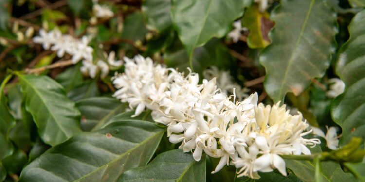 A imagem mostra a flor do café.