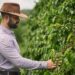 Empresários locais e cafés especiais: como o empreendedorismo fortalece comunidades e transforma o café em valor